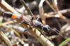 314984 – Photo : Catherine Reymonet-Smitten – France (19)